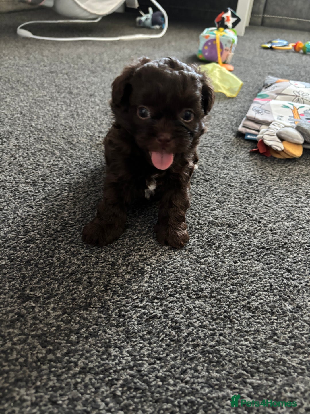 Shihpoo dogs for sale: Beautiful F2 shihpoo puppy  - Image 3