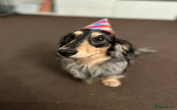 Miniature Dachshund dogs for stud: 1 year old long-haired dapple miniature dachshund  - Image 4
