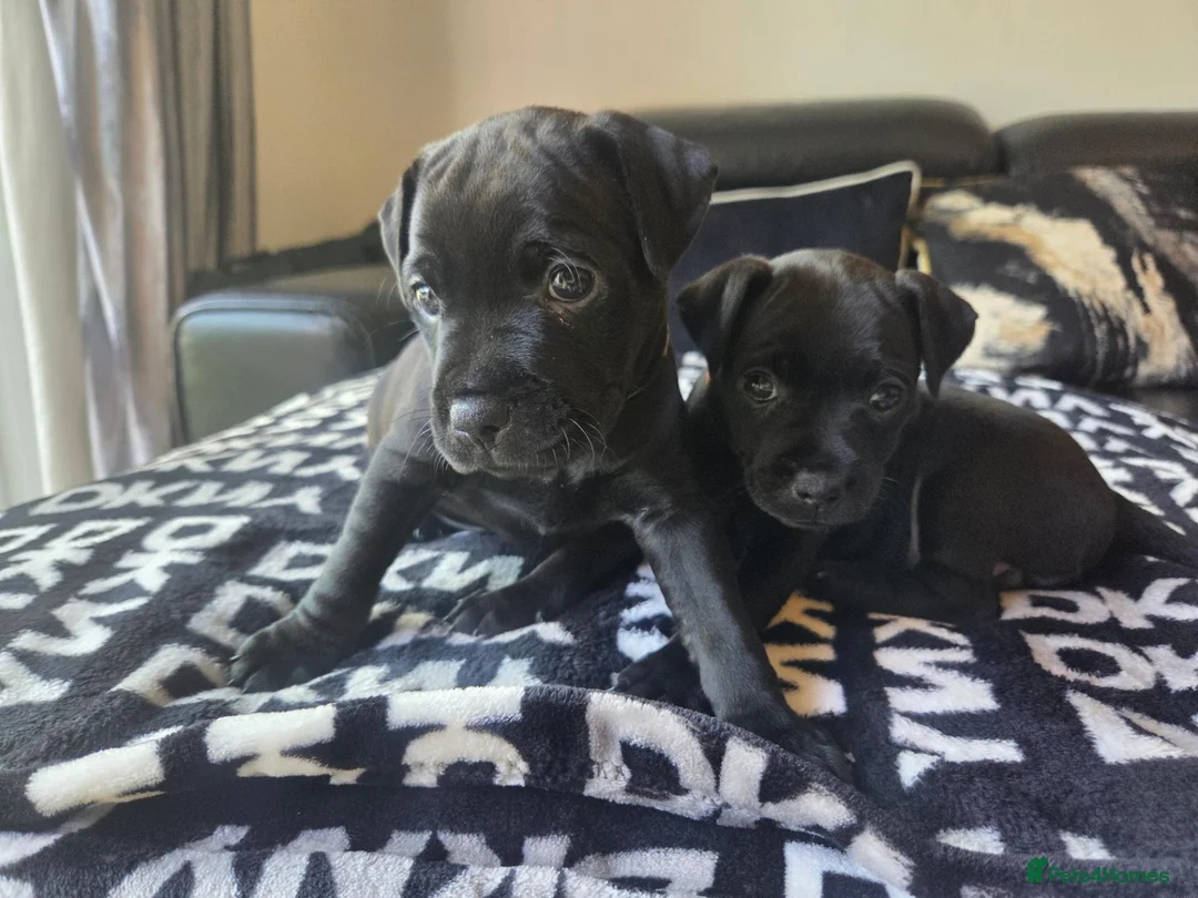 Patterdale Terrier dogs for sale: Patterdale Terrier Puppies - Advert 1