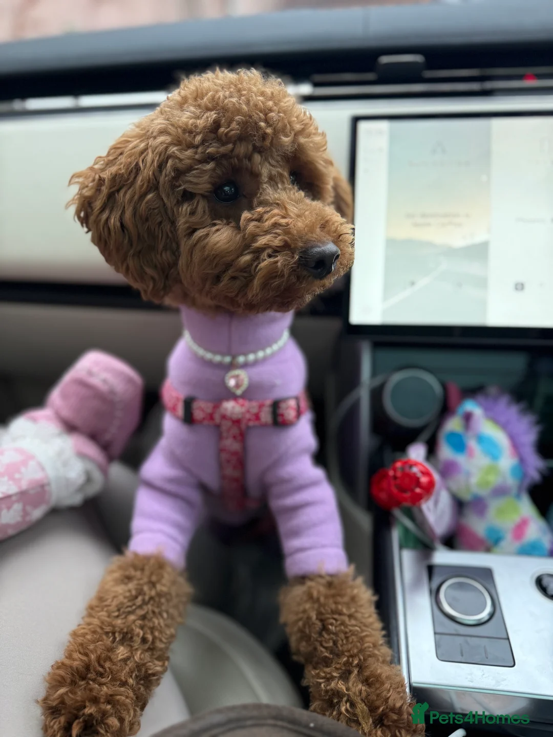 Miniature Poodle dogs for sale: Beautiful Miniature Poodle Female  - Advert 3