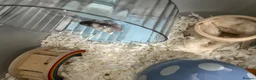 Hamster rodents for sale: Very friendly Russian Dwarf hamster  - Advert 9