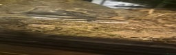 Python Snake reptiles for sale: Female ball python  - Advert 3