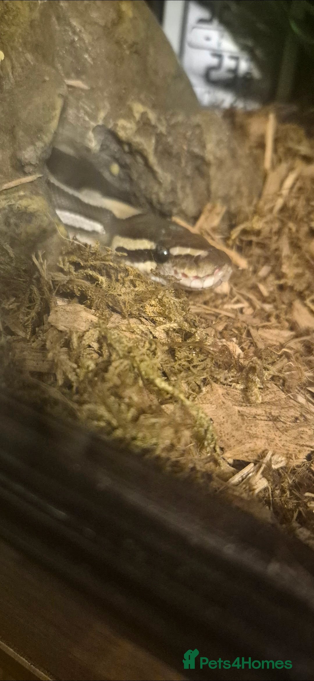 Python Snake reptiles for sale: Female ball python  - Advert 3