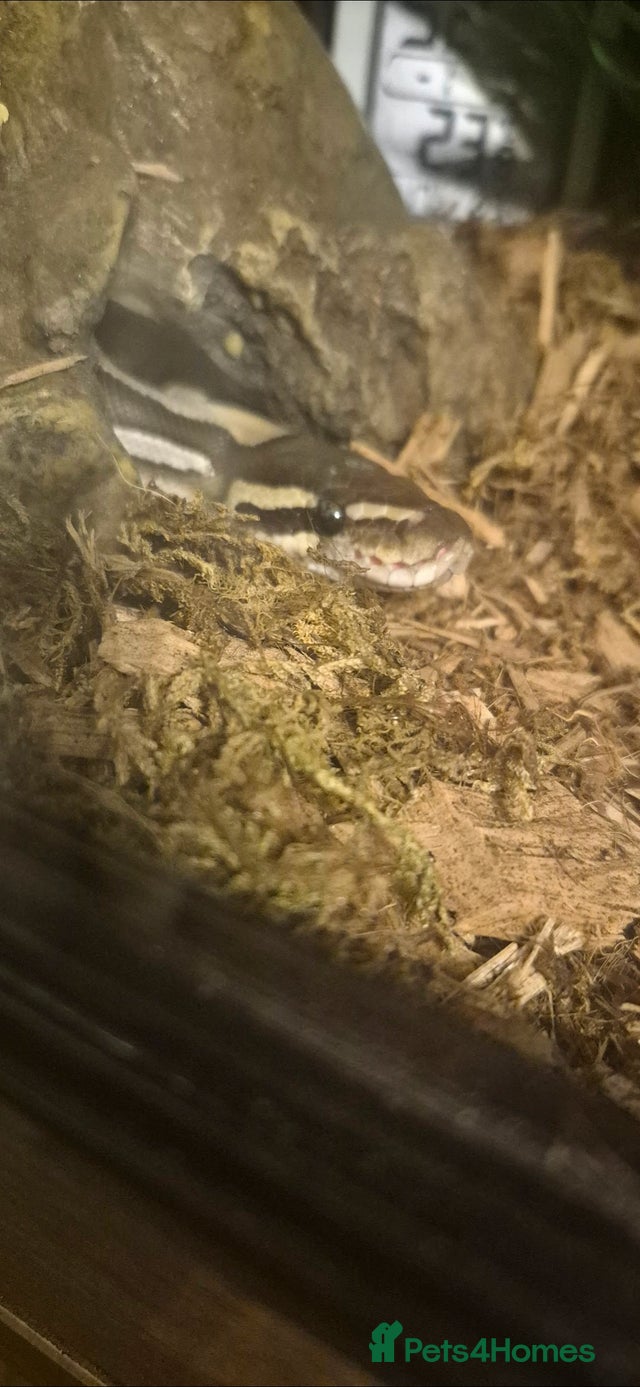 Female ball python for sale in March | Pets4Homes