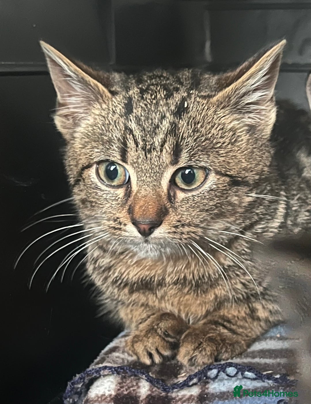 Mixed Breed cats for sale: Kittens - Advert 2