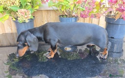 Dachshund dogs for sale: "READY GO STUNING 5 STANDARD DACHSHUND PUPPIES  - Image 6