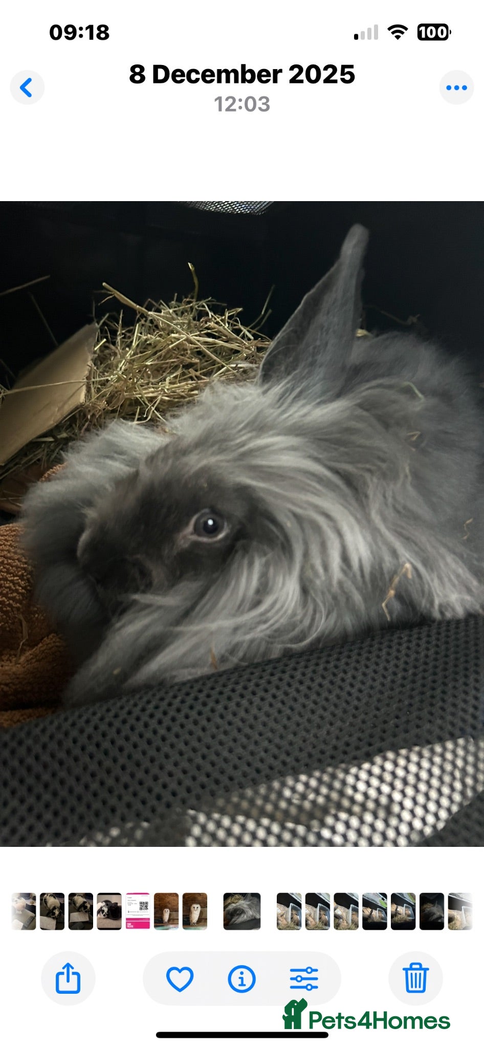 Continental Giant rabbits Gandalf conti lionehead cross rabbit  - Advert 13