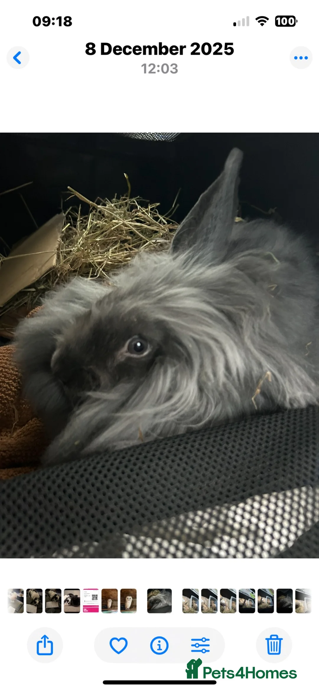 Continental Giant rabbits for sale: Gandalf conti lionehead cross rabbit  - Advert 1