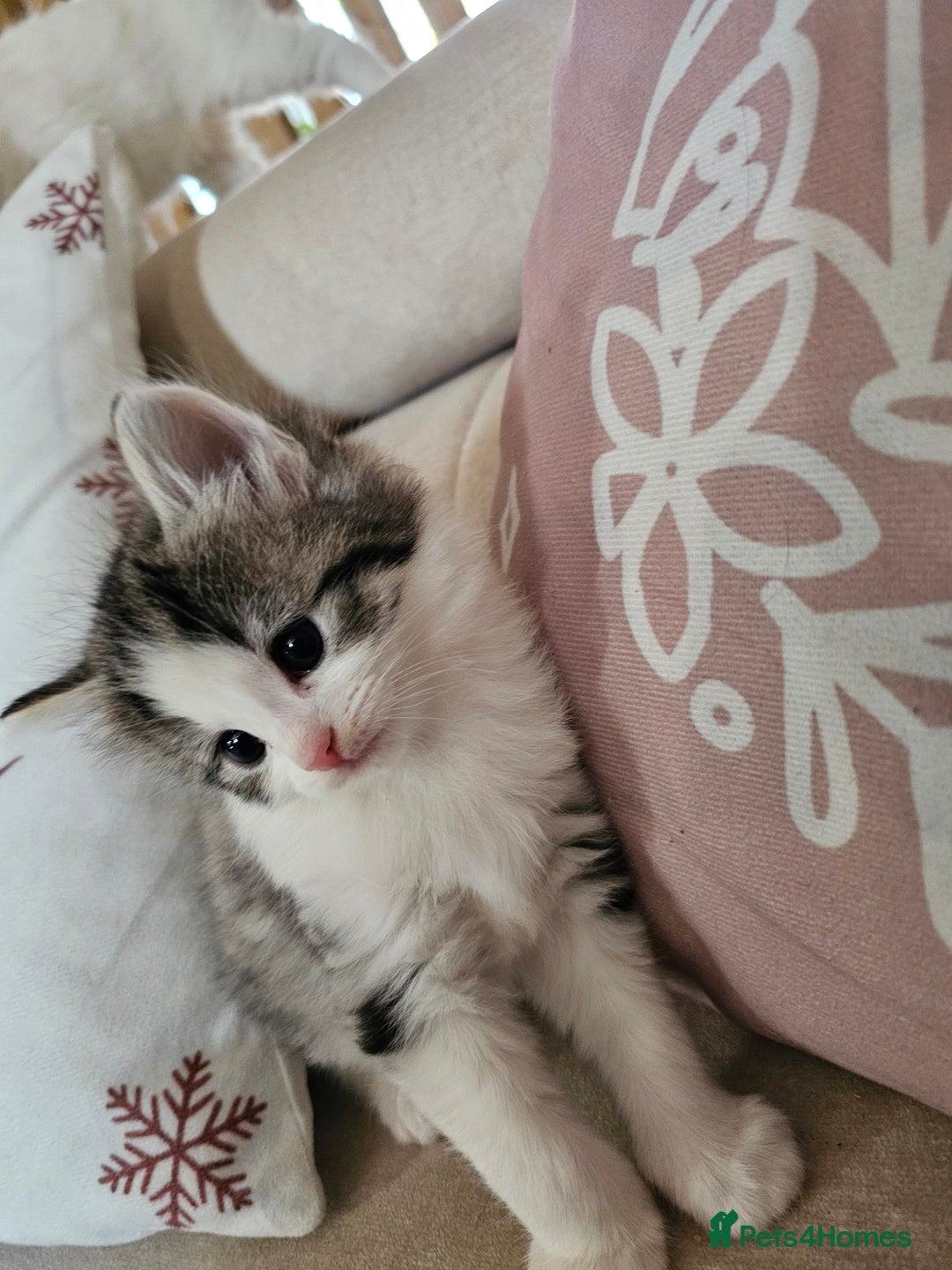 Turkish Angora cats for sale: Kittens for sale - Advert 2