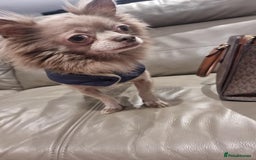 Chihuahua dogs for sale: Lilac Long Hair Chihuahua  - Image 6