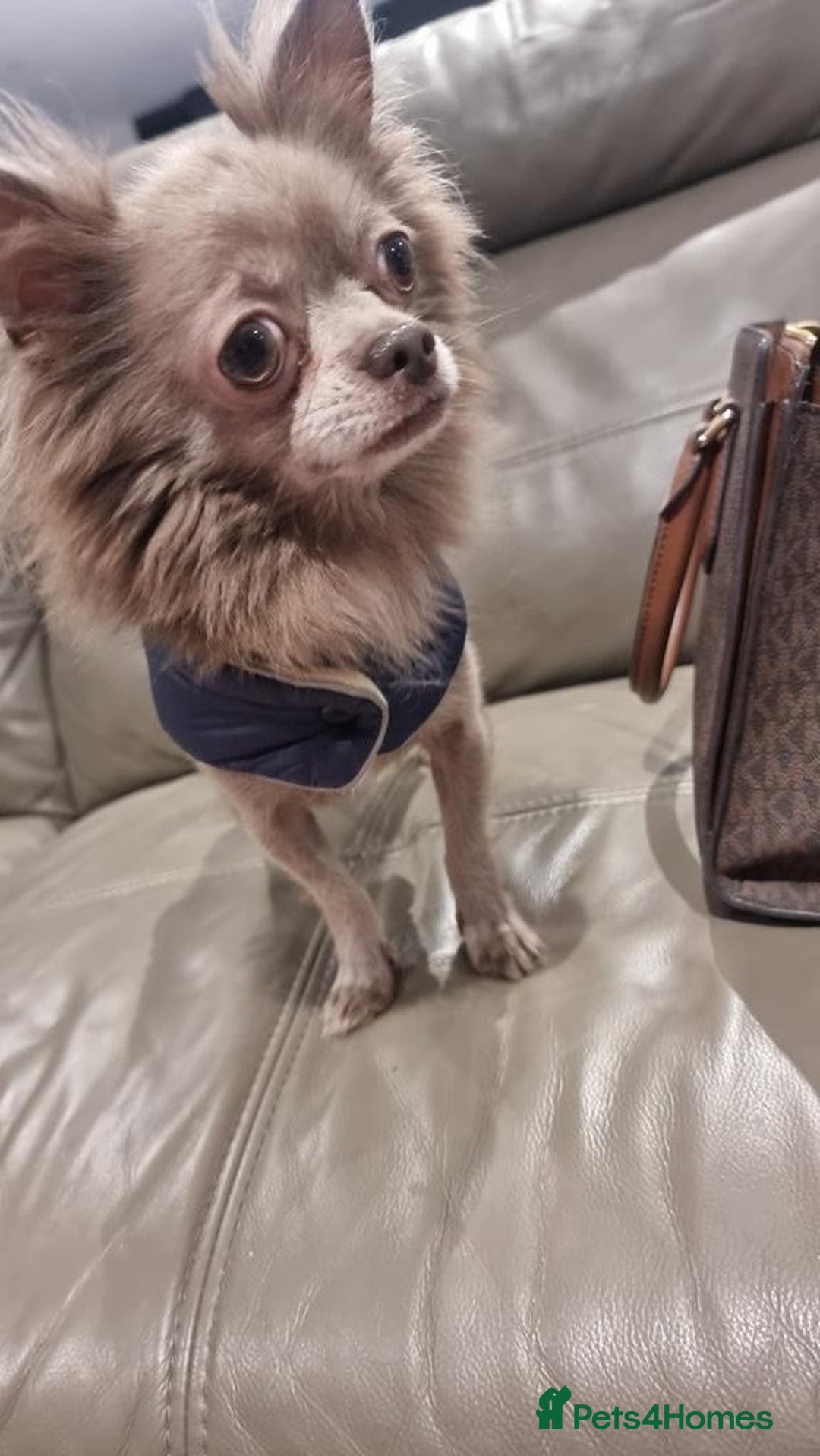 Chihuahua dogs for sale: Lilac Long Hair Chihuahua  - Image 6