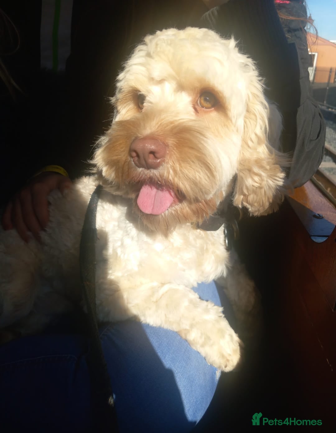 Cockapoo dogs for sale: X2 cockapoos boy and girl (not related) - Image 1