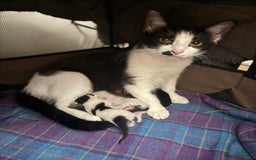 Mixed Breed cats for sale: 3 Kittens looking for their forever Homes - Image 5