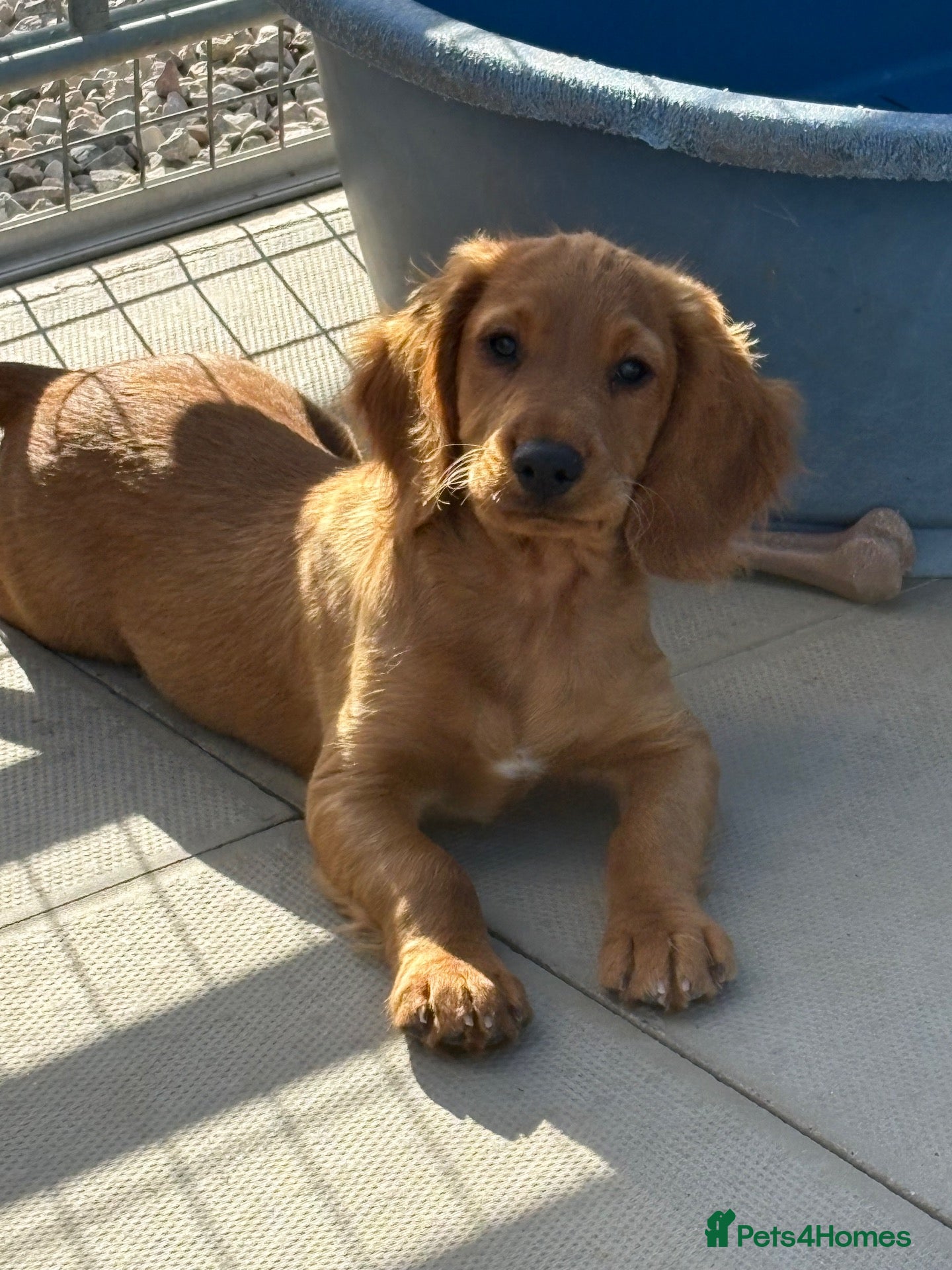 Cocker Spaniel dogs Fully inoculated working cocker spaniel pup  - Advert 16