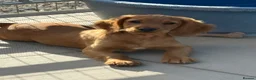 Cocker Spaniel dogs for sale: Fully inoculated working cocker spaniel pup  - Advert 2