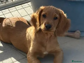 Cocker Spaniel dogs Fully inoculated working cocker spaniel pup - Advert 1