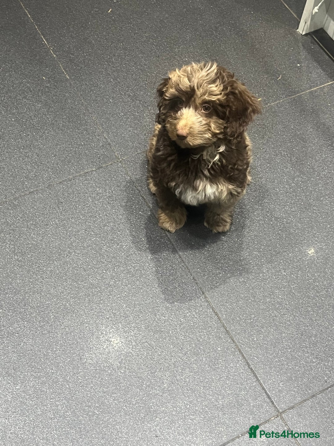 Chocolate merl Cockapoo puppies for sale in Wrexham Pets4Homes