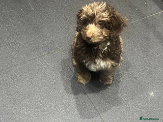 Cockapoo dogs - Advert 15