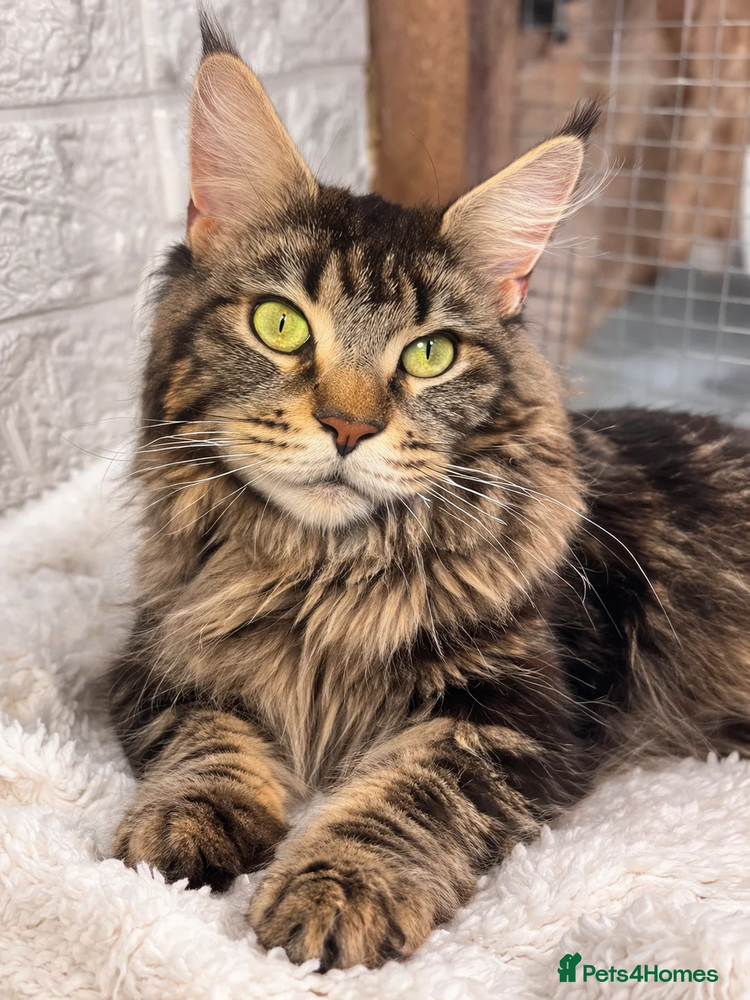 Maine Coon cats for sale: ❤️Maine Coon Girls     Excellent Bloodlines❤️ - Advert 2