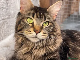 Maine Coon cats ❤️Maine Coon Girls ❤️ - Advert 4