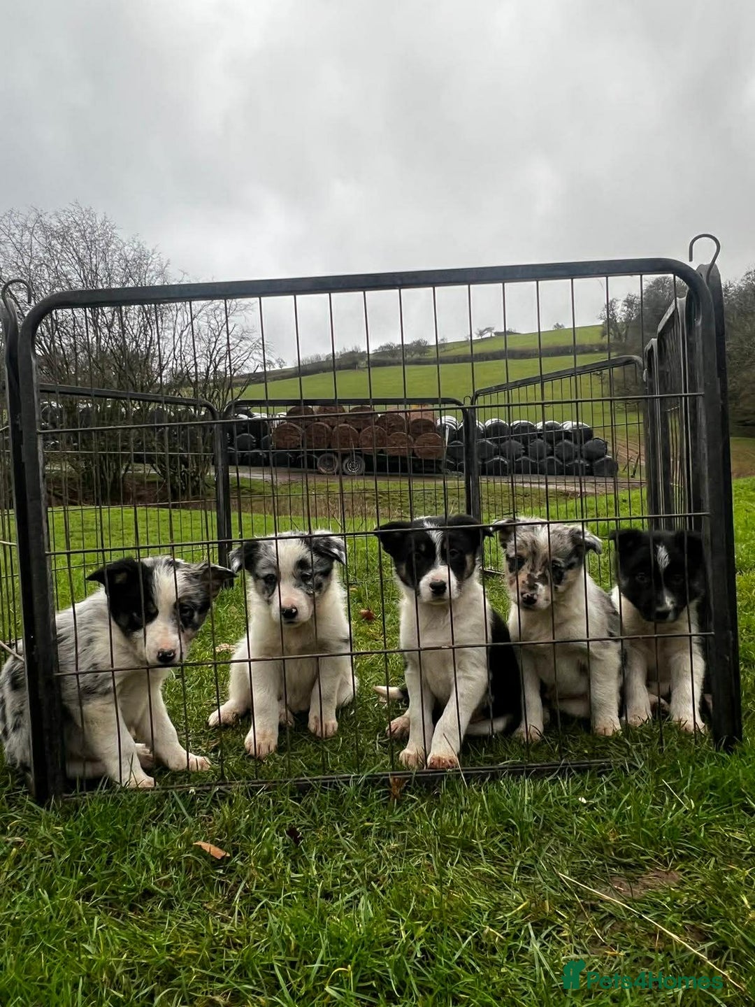 Border Collie dogs for sale: 5 Beautiful Blue Merle Border Collie Puppies - Advert 20