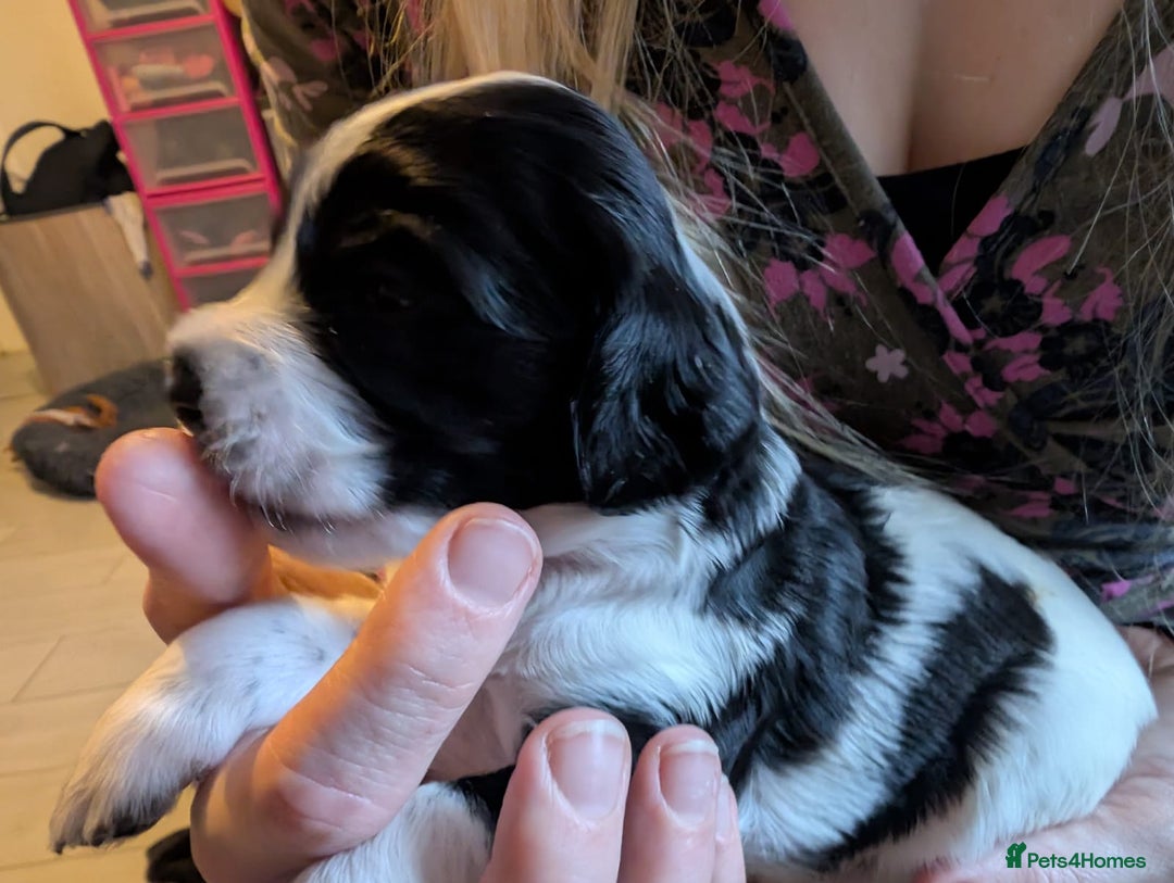 Cockapoo dogs for sale: Beautiful cockapoos F2b - Advert 6