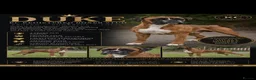 Boxer dogs for stud: SHOW WORTHY BOB TAIL BOXER STUD - Advert 1