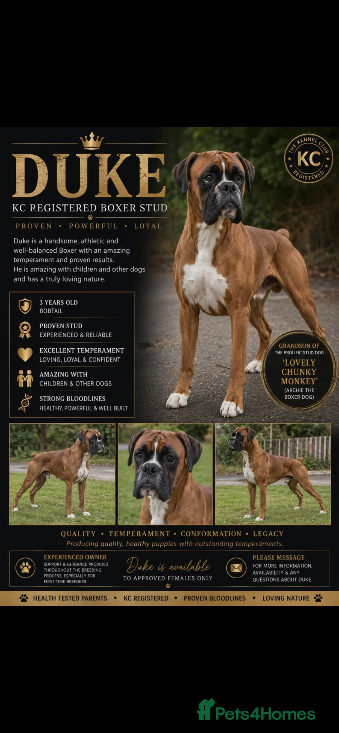 Boxer dogs for stud: SHOW WORTHY BOB TAIL BOXER STUD - Advert 1