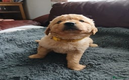Golden Retriever dogs for sale: 🐾 Golden Retriever Puppies – Ready Soon! 🐾 - Image 26