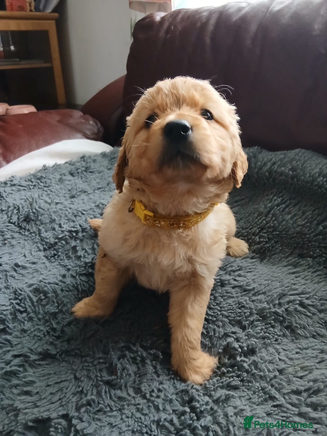 Golden Retriever dogs for sale: 🐾 Golden Retriever Puppies – Ready Soon! 🐾 - Image 26
