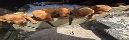 Labrador Retriever dogs for sale: Beautiful Fox Red Labrador Puppies For Sale - Advert 1