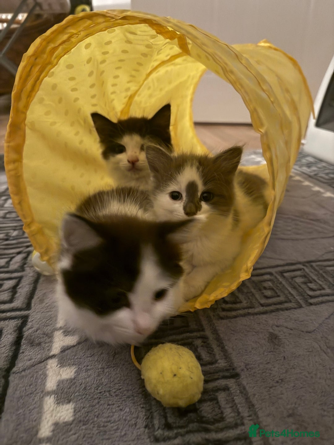 Mixed Breed cats for sale: Adorable Fluffy Kittens Looking for a Loving Home - Image 9
