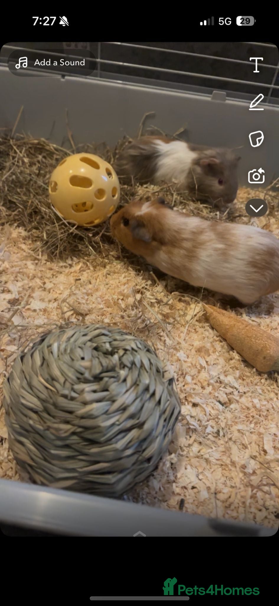 Guinea Pig rodents guinea pigs - Advert 1