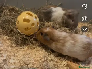 Guinea Pig rodents guinea pigs - Advert 1