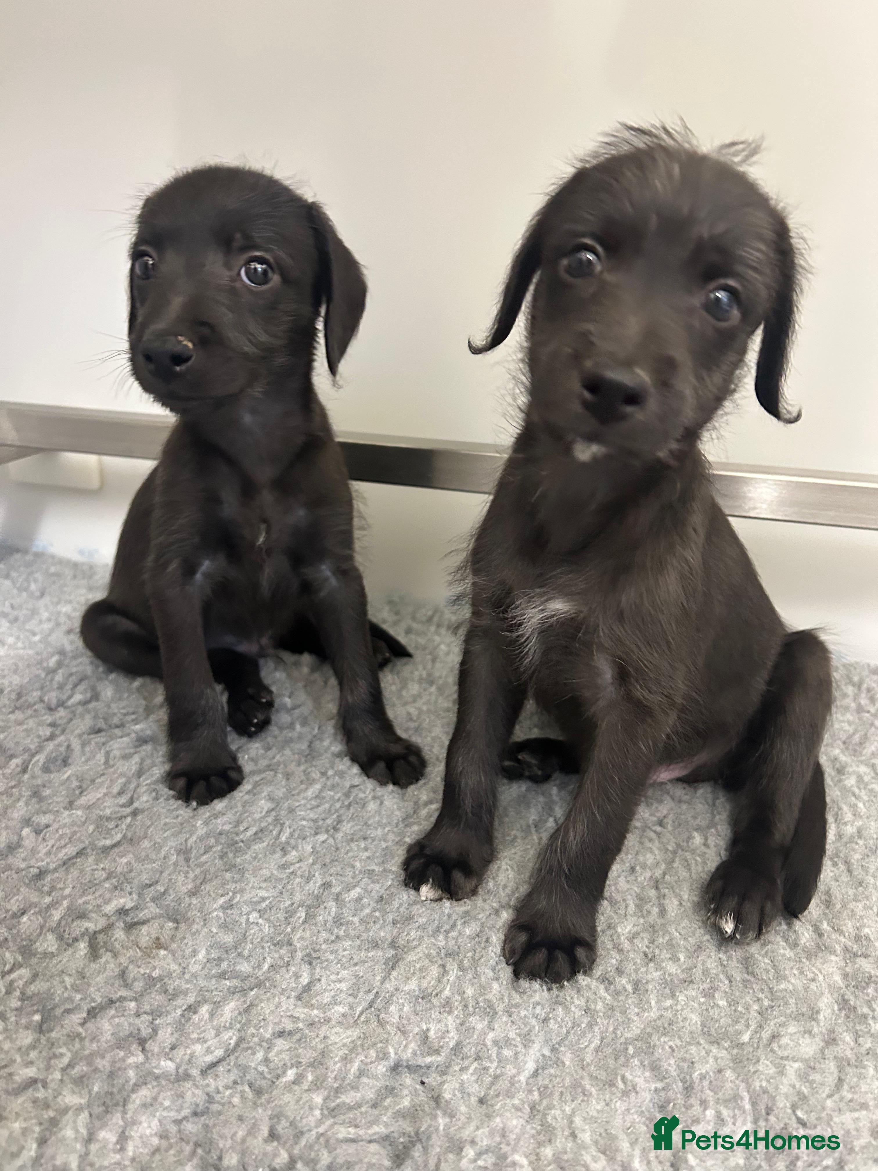 Mixed Breed dogs GENUINE BEDDY WHIPPETS 2 BOYS LEFT - Advert 16