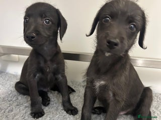 Mixed Breed dogs GENUINE BEDDY WHIPPETS 2 BOYS LEFT - Advert 16