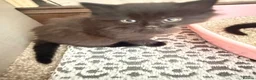 Mixed Breed cats for sale: Beautiful mixed breed Kittens  - Advert 10
