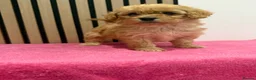 Cavapoo dogs for sale: Beautiful F1 Cavapoo puppies  - Advert 4