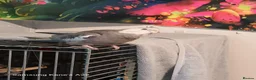 Cockatiels birds for sale: 2  5 month cocktails male and female in Croydon - Advert 3