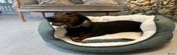 Miniature Dachshund dogs for sale: Miniature Dachshund Puppies - Advert 2