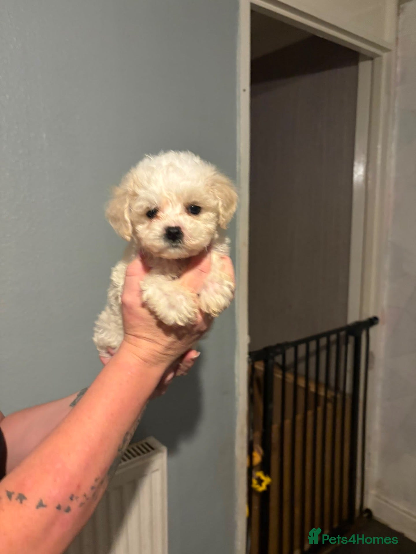Cavachon dogs Ready to leave cavachon puppies  - Advert 1