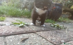 Mixed Breed cats for sale: 4 sweet happy tuxedo kittens - Image 10