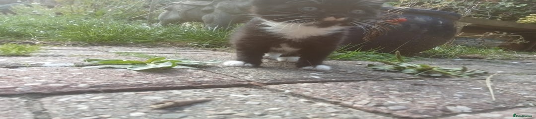 Mixed Breed Kitten 1