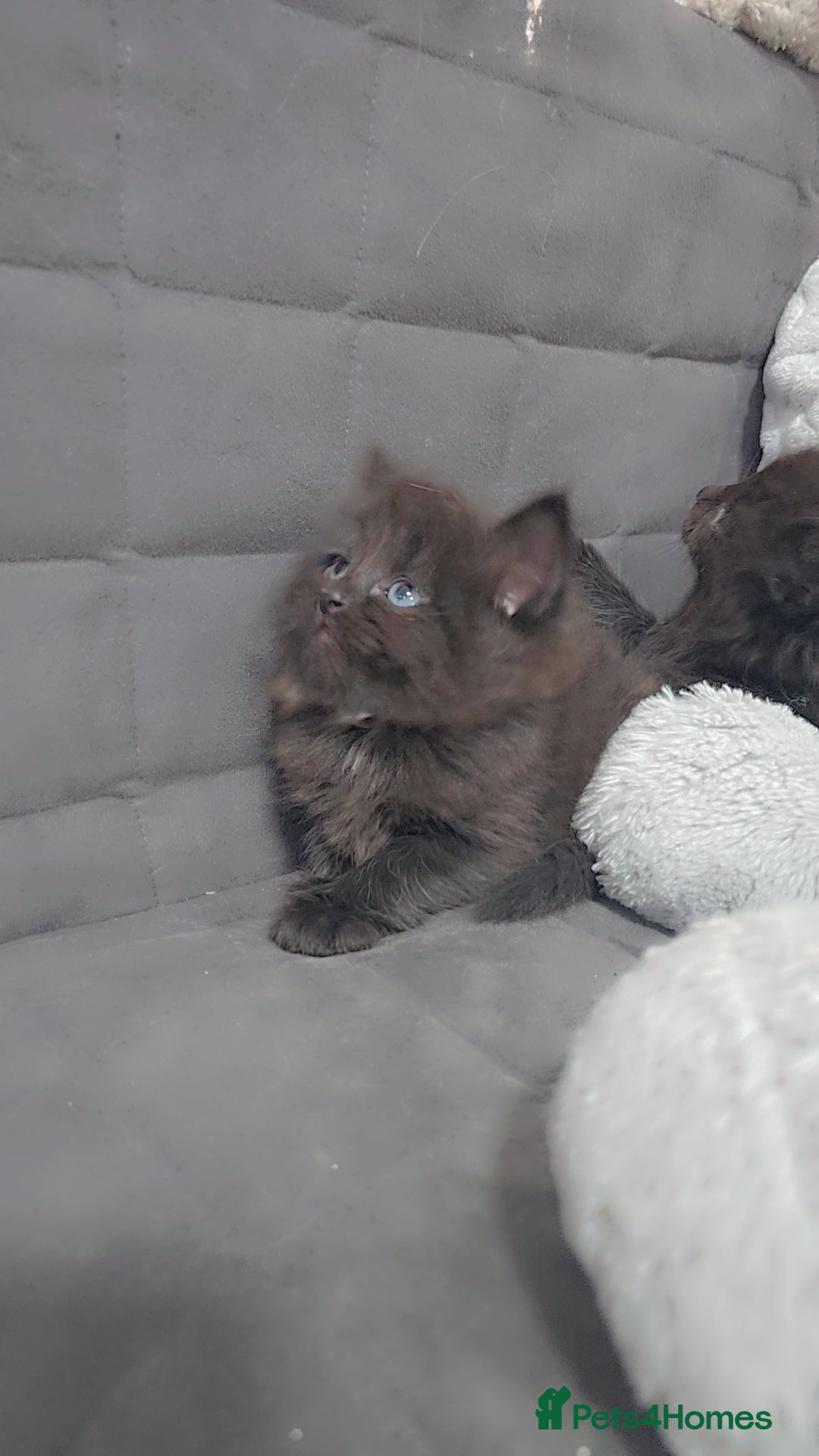 Maine Coon cats Stunning mainecoon/ragdoll babies - Advert 2