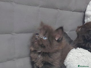 Maine Coon cats Stunning mainecoon/ragdoll babies - Advert 2