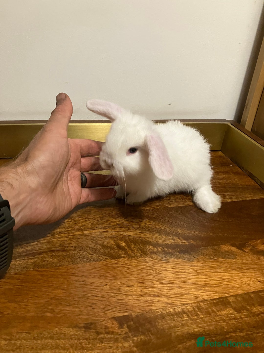 Mini Lop rabbits for sale: Mini Lop Bunnies for sale - Image 10