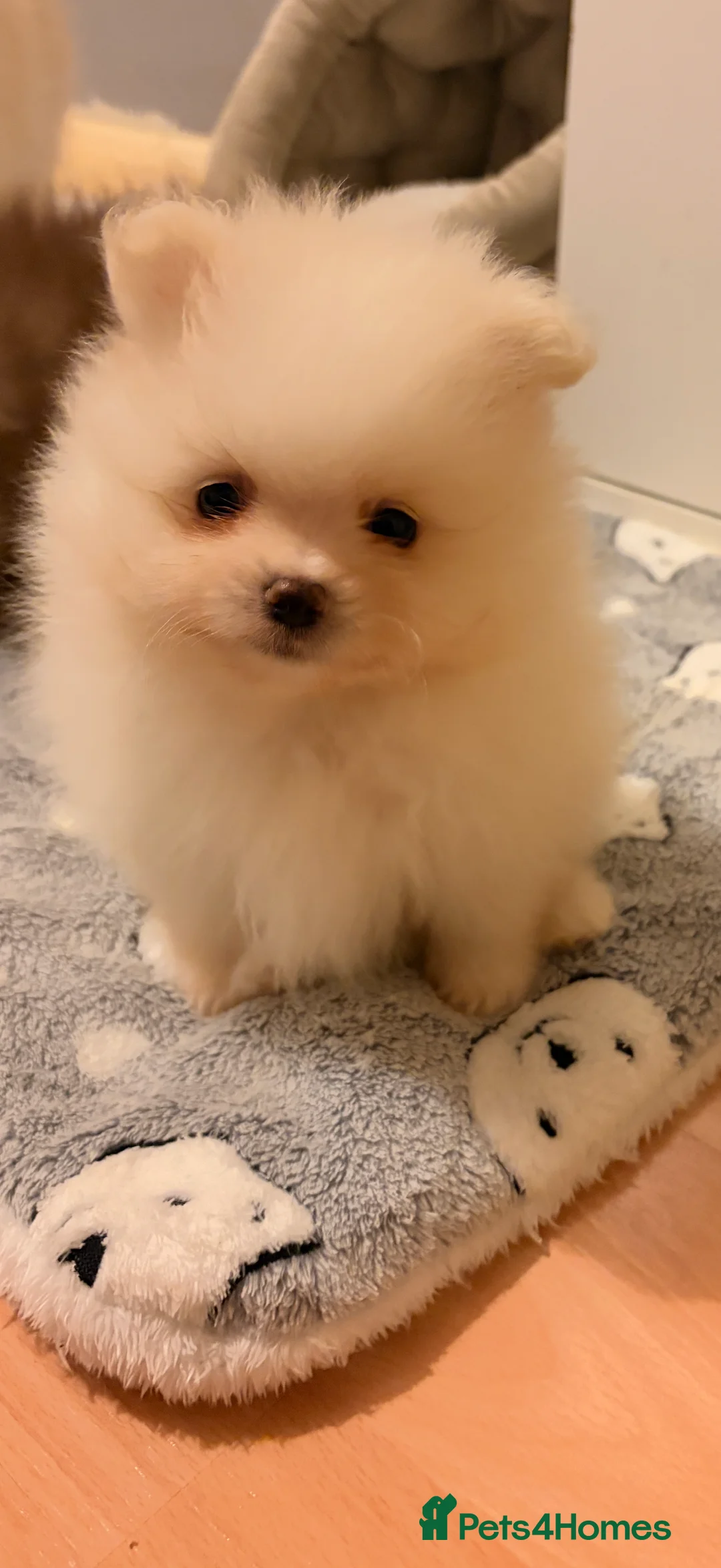 Pomeranian dogs for sale: Beautiful Pomeranian babies - Advert 4