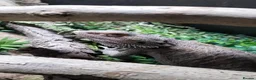 Bearded Dragon reptiles for sale: Male Bearded Dragon + 4x2x2 Vivarium in Leeds - Advert 4