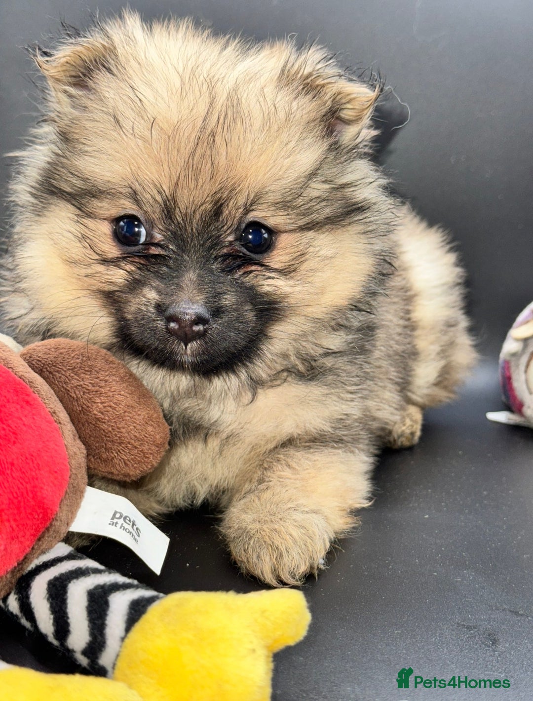 Pomeranian dogs for sale: 6 Adorable Mini/Tiny/ Fluffy Pomeranian Puppies  - Advert 19
