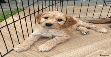 Cockapoo dogs - Advert 5